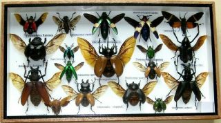 Real Mounted Beetle Boxed Rare Insect Display Bug Taxidermy Entomology Zoology