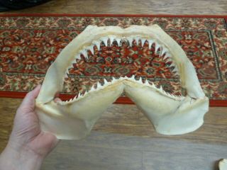 (sj01 - 19g) 14 " Common Blacktip Black Tip Shark B Grade Jaw Sharks Jaws Teeth
