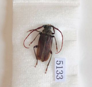 Cerambycidae Sp From Yingjiang Yunnan China No.  5133 Only One