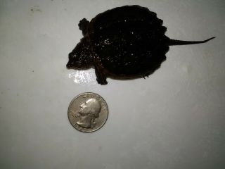 Live Common Northeastern Tiny Baby Snapping Turtle 2 " Hybrid