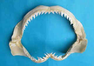 10 3/4 " Blue Shark Jaw Tall Mouth Rare Shark Jaw Teeth Taxidermy Sd - 353