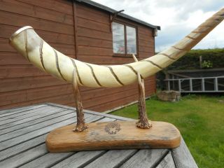 Viking Drinking Horn And Oak Stand,  Roe Deer Antler Mountings,  Celtic Deer Pyro