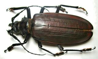 Cerambycidae Prioninae Titanus Giganteus 120mm 4 From Peru