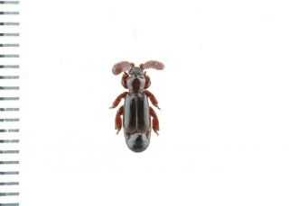 Beetle Paussidae Sp Australia