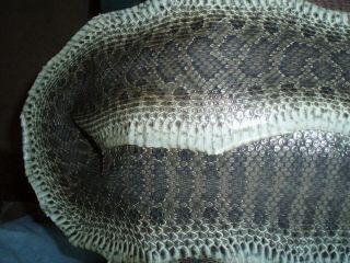 Rattlesnake Skin Prairie Rattler Hide Soft Tanned Bow Wrap Blanks Art 47 Inch K8