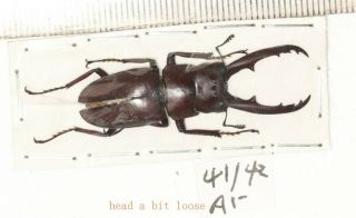 Lucanidae Prosopocoilus Laterotarsus 41mm Tibet