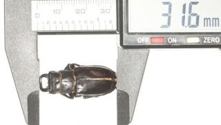Lucanidae Lucanus Pseudolucanus Pani 31.  6mm Tibet
