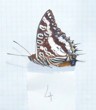 5.  Charaxes Andranodorus - Male - Rare - Madagascar