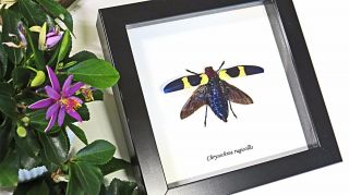 Insect Display Australia Real Jewel Beetle Framed Chrysochroa Rugicollis Baicr