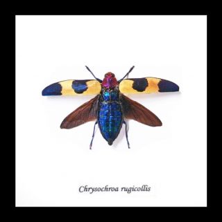 insect display Australia real jewel beetle framed CHRYSOCHROA RUGICOLLIS BAICR 2