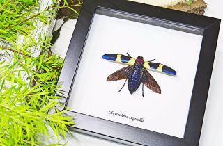 insect display Australia real jewel beetle framed CHRYSOCHROA RUGICOLLIS BAICR 3