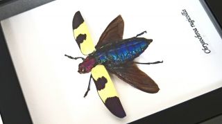 insect display Australia real jewel beetle framed CHRYSOCHROA RUGICOLLIS BAICR 4