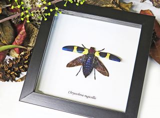 insect display Australia real jewel beetle framed CHRYSOCHROA RUGICOLLIS BAICR 5
