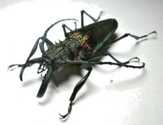 Cerambycidae Prioninae Psalidognathus Superbus 63,  5mm 8 From Peru