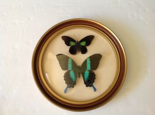 Butterflies Vintage Dome Frame Papilio Sesostris & Papilio Bluemi