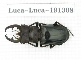 Beetle.  Lucanus Liupengyui.  China,  Tibet,  Motuo County.  1m.  191308.