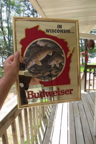 Budweiser King Of Beers,  Walleyes On Feeding Frenzy In Wisconsin Mirror Sign
