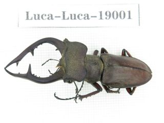 Beetle.  Lucanus Sp.  China,  Yunnan,  Jinping County.  1m.  19001.