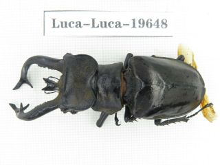 Beetle.  Lucanus Tibetanus Ssp.  Myanmar,  Kechin,  Nanse.  1m.  19648.