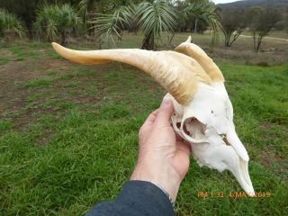 Billy Goat Skull With Even Horns Taxidermy Hunting Gothic Bone Crafts