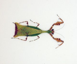Mantidae - Citharomantis Falcata (female) - Cameron Highlands,  Malaysia - V.  Rare