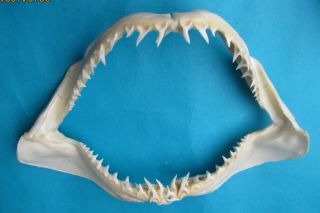 14 1/2 " White Mako Shark Jaw Teeth Taxidermy For Scientific Study Sd - 346
