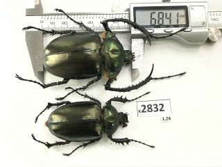 K2832 Unmounted Beetle Euchiridae Cheirotonus 68.  41mm Vietnam Central