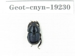 Beetle.  Geotrupidae Sp.  China,  Yunnan,  N Of Mt.  Ailaoshan.  1pcs.  19230.