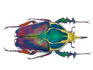 Mecynorrhina Ugandensis Male Huge 70mm Fantastic Color Uganda Rarity