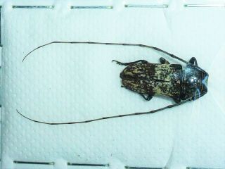 Very Rare Cerambycidae Prosopocera Hintzi Male Cameroon