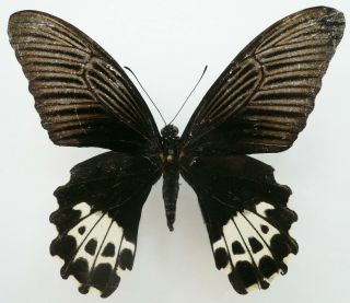 Papilio Forbesi Female From Mt.  Dempo,  Sumatra,  Rare,