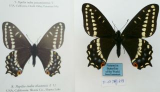 Papilio Indra Shastensis Male From Shasta Lake,  Usa Pictured In Butterfflies