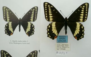 Papilio Indra Indra Male From Washington,  Usa (pictured In Butterflies Of The Wo