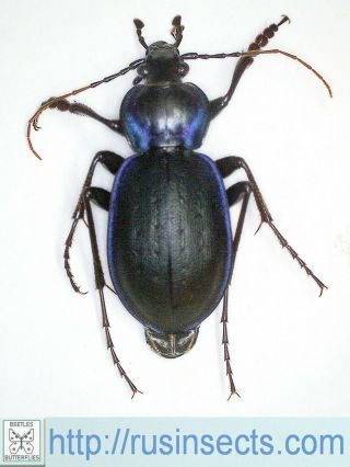 Carabidae,  Carabinae,  Carabus Carabus (tanaocarabus) Sylvosus Usa