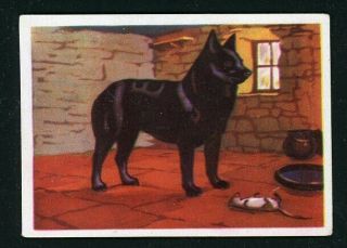Rare Schipperke Dog Card Spain 1961 Editorial Triunfo