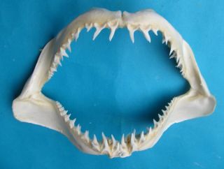 14”wide Mako Shortfin Shark Jaw Mouth Taxidermy For Scientific Study Sd - 354