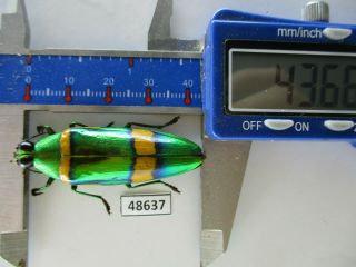 48637.  Buprestidae,  Chrysochroa Sp.  Vietnam South.  43mm
