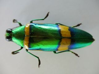 48637.  Buprestidae,  Chrysochroa sp.  Vietnam South.  43mm 2