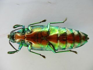 48637.  Buprestidae,  Chrysochroa sp.  Vietnam South.  43mm 3