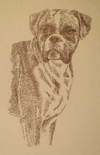 Boxer Dog Kline Signed Print 51 Art Drawn From Words Your Dogs Name.  Gift