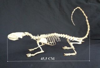 Taxidermy: Paradoxurus Hermaphroditus Skeleton Borneo