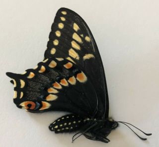 Papilio Brevicauda Brevidauda Female 2 June 2019 Wild