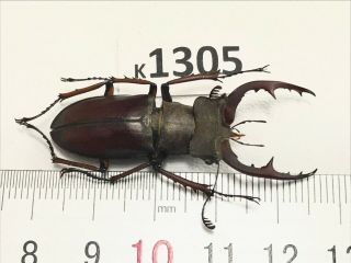 K1305 Unmounted Rare Beetle Lucanus Fujitai ?? Vietnam