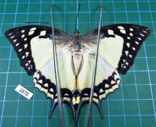 Unmounted Butterfly Nymphalidae Polyura Eudamippus Ssp.  Dark Female Laos Rare
