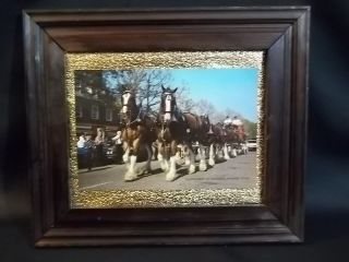 Vintage Color Budweiser Clydesdale 8 - Horse Hitch 9x6 Photo In Wood Frame 13x12 "