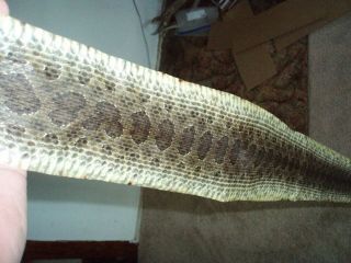Rattlesnake Skin Prairie Rattler Hide Soft Tanned Bow Wrap Blanks Art 47 Inch 3