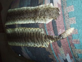 rattlesnake skin prairie rattler hide soft tanned bow wrap blanks art 47 inch 3 3
