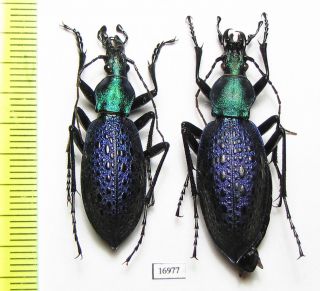 Carabidae,  Carabus (coptolabrus) Smaragdinus Ssp. ,  Pair,  China