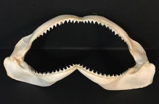Shark Jaws & Teeth Taxidermy Good Size 14 " X 7 "