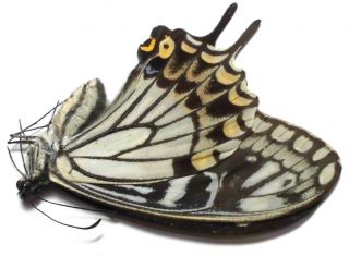 Papilio Benguetanus Female 46mm Gu125 A - Papilionidae Butterflies
